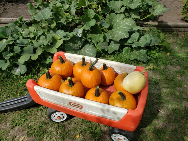 Early "little" pumpkin harvest Parkland County, AB