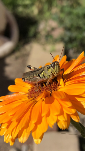 Grasshopper enjoying some sun Oshawa, Ontario, CA
