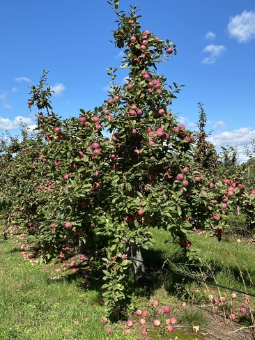 Dans les pommes Lévis, Québec, CA