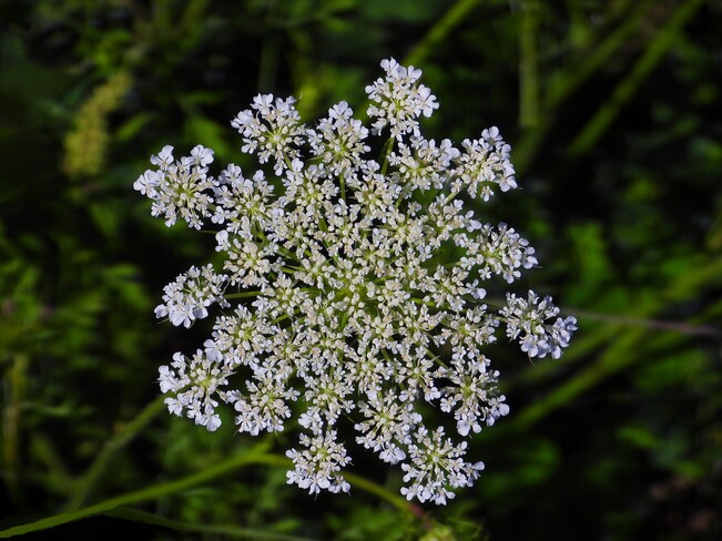Queen Anne's Lace flower Cornwall, ON
