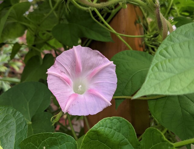 The pink morning glory Vancouver, BC
