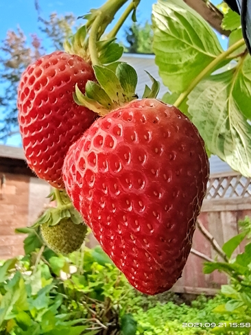 strawberry Surrey, BC