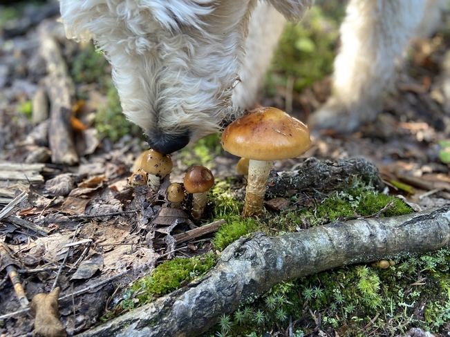 Inspecting mushrooms Nipigon, Ontario, CA