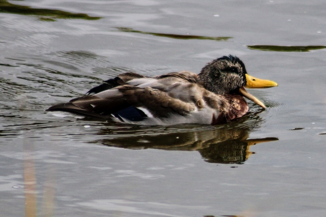Quack Ottawa, Ontario, CA
