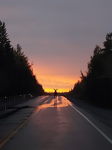 Bull moose sunset Kirkland Lake, ON