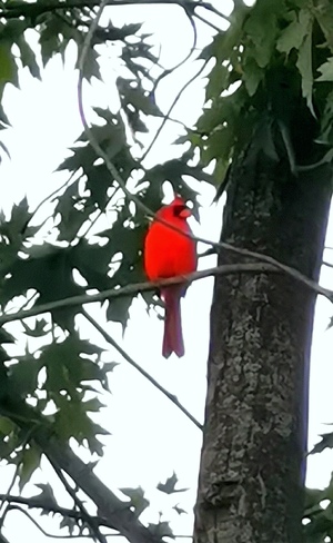 un Cardinal Joliette, QC