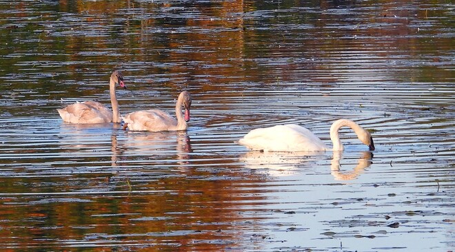 Trumpeter Swans at Ingleside Ontario South Stormont, ON