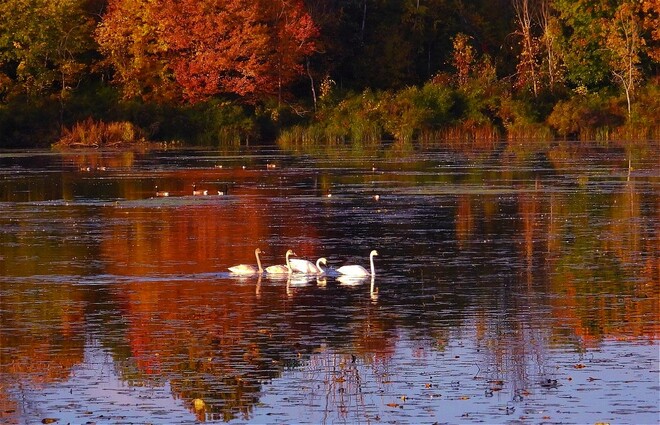 Family of Trumpeter Swans South Stormont, ON