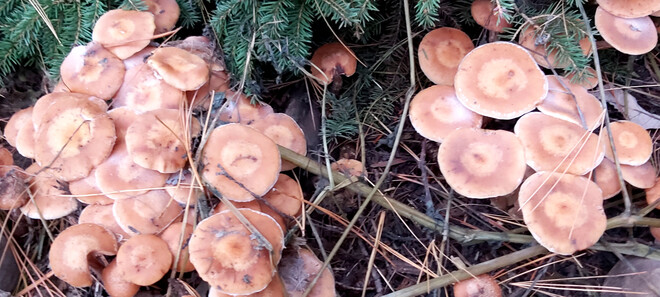 Field of Mushrooms Osgoode, ON