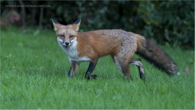 Red Fox Hunting Niagara, ON