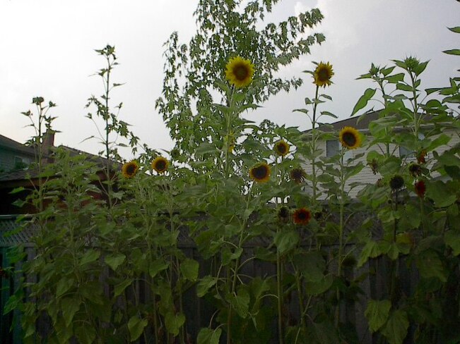 Sunflowers... I love u too much! Toronto, ON
