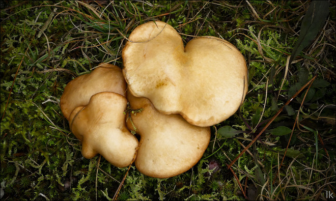 Mushrooms, Elliot Lake. Elliot Lake, ON