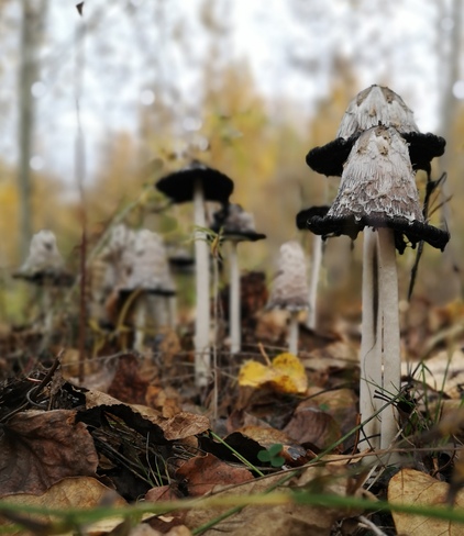 Arbre champignons géant Jonquière, QC