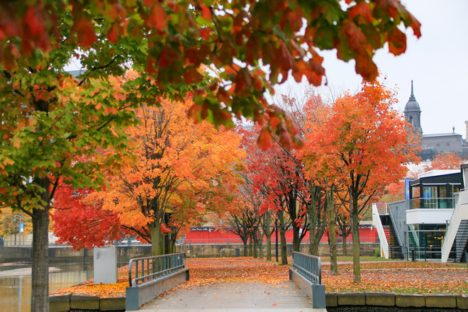 Autumn Colours. Montréal, QC
