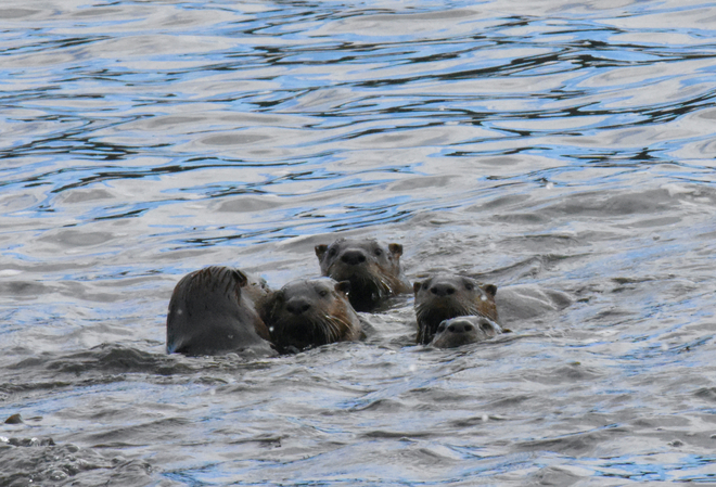 A family of otters Sooke, British Columbia, CA