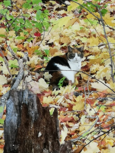 Un chat caché dans le bois. Drummondville, QC