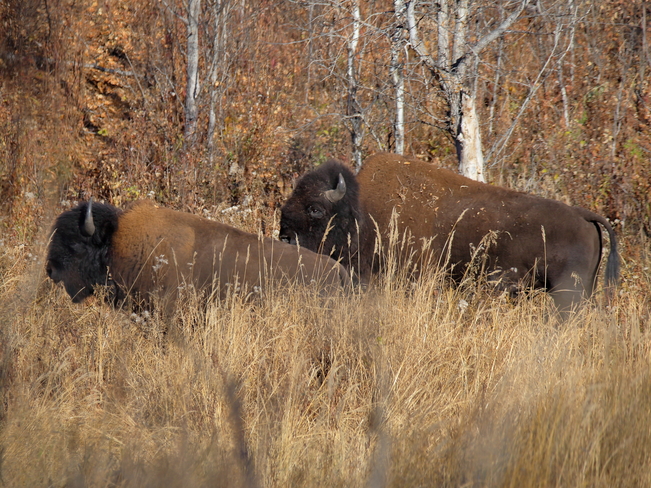 Wood bison Elk Island National Park, Range Rd 203, Fort Saskatchewan, AB