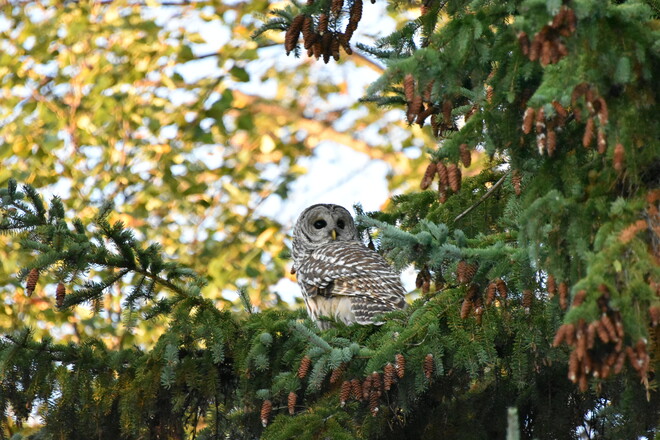 Barred Owl in Ottawa South Ottawa, ON