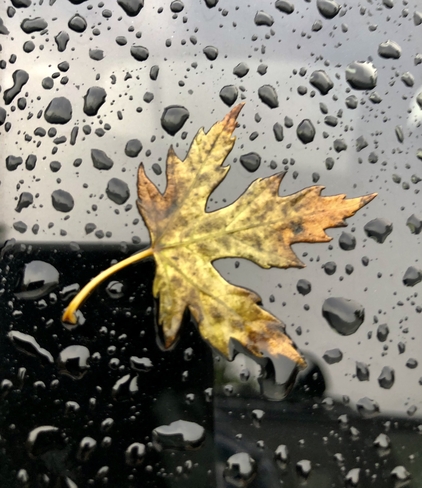 Maple leaf on window Winnipeg, Manitoba | R2K 3R8