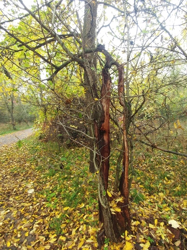 The survival tree Brampton, ON
