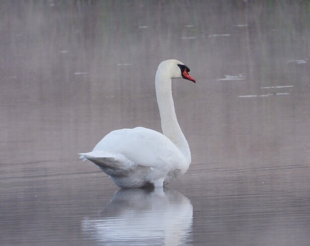 Male Mute Swan South Stormont, ON