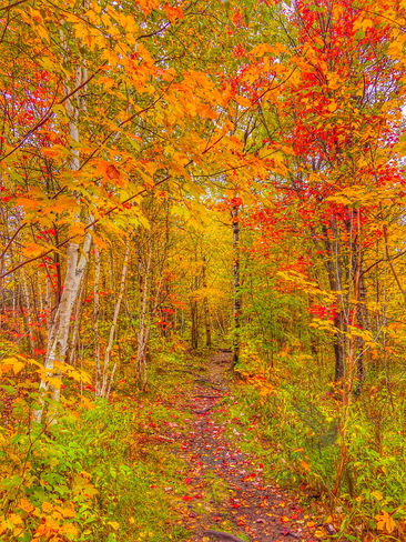 Autumn Leaves Greater Sudbury, Ontario, CA