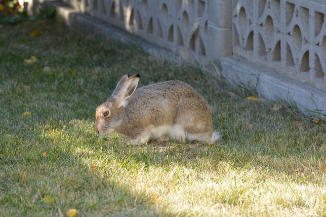 Tamed rabbit Edmonton, AB