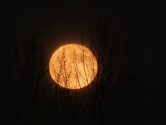 Pleine Lune de novembre appelée Pleine lune du Castor Pointe-Claire, QC