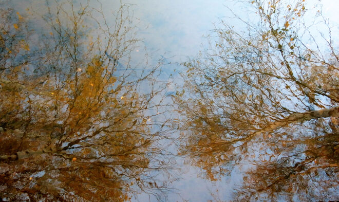 Autumn Leaves Reflected in Water Sackville Waterfowl Park, Mallard Drive, Sackville, NB