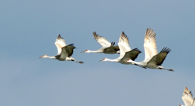Sandhill Cranes Migrating at Long Point, Ontario Long Point, ON