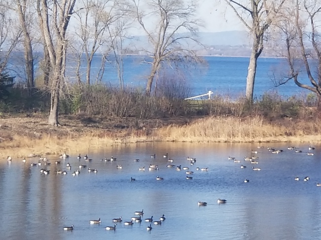 Geese flocking in the bay Ottawa River Ottawa, ON