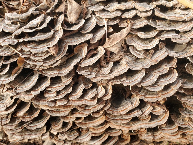Beautiful mushrooms Ajax, ON