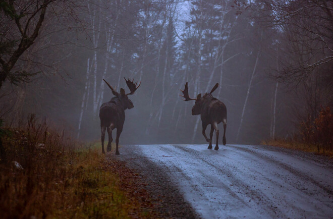 Two Bull Moose South River, ON
