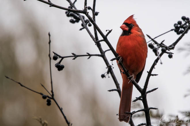 Northern Cardinal Viewlake, ON