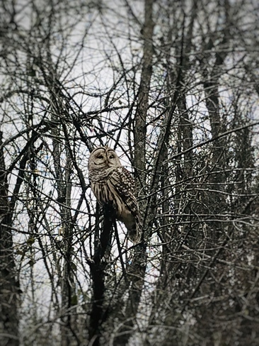 Owl in the tree. Ebbs Bay Road, Carleton Place, ON