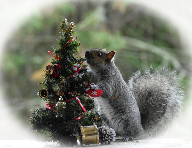 Squirrel decorates his tree. Cobourg, ON