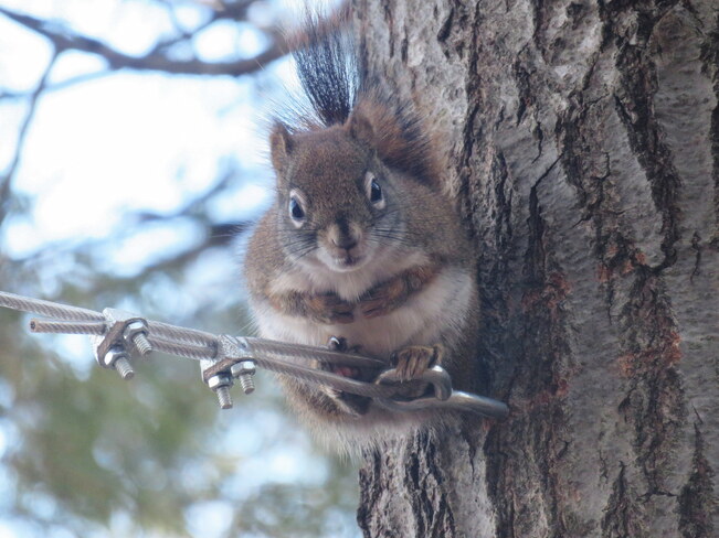 Squirrel Renfrew County, ON