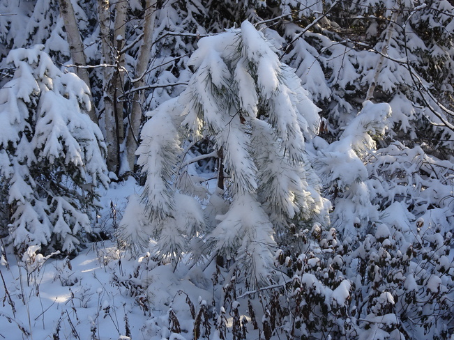 Fresh Fallen Snow Sudbury, ON