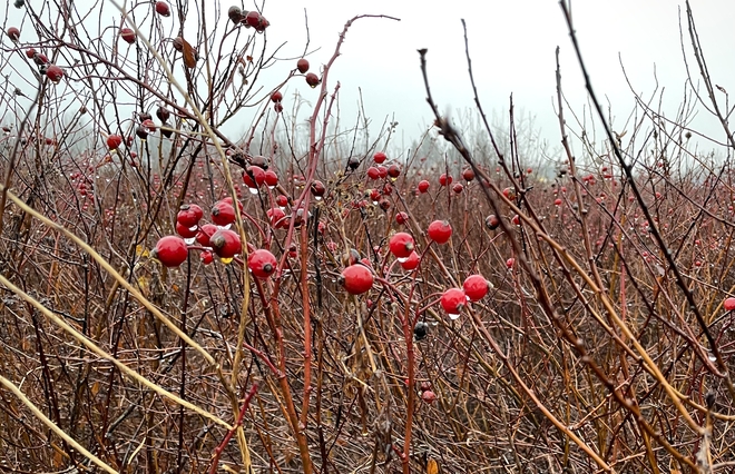Petits fruits dans la bruine Moncton, Nouveau-Brunswick, CA