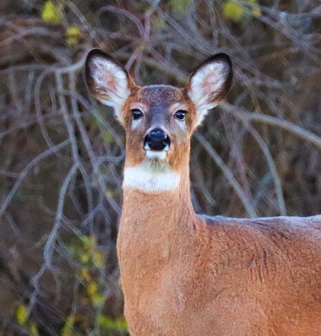 Deer portrait South Stormont, ON