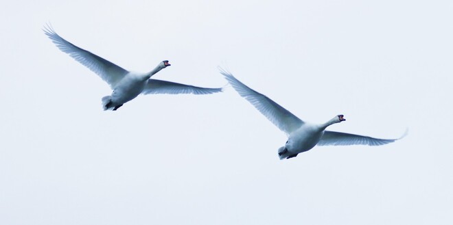 Three Mute Swans in flight Ingleside, ON
