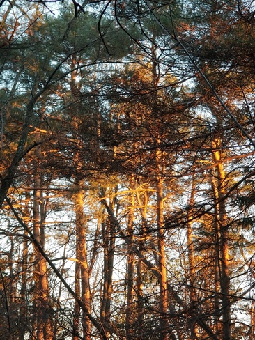 Late sun in the pine forest today, NCC Greenbelt Ottawa Ottawa, ON