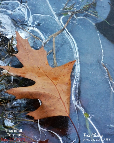 Nov 27 2021 Nature pastel painting - Frozen on ice maple leaves in Thornhill Thornhill, ON