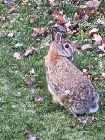 Rabbit checking things out Kingston, ON