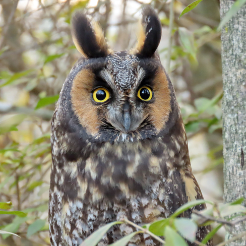 Long-eared Owl Close Up Whitby, ON