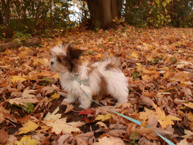 Gibbs in Fall Leaves Orillia, ON
