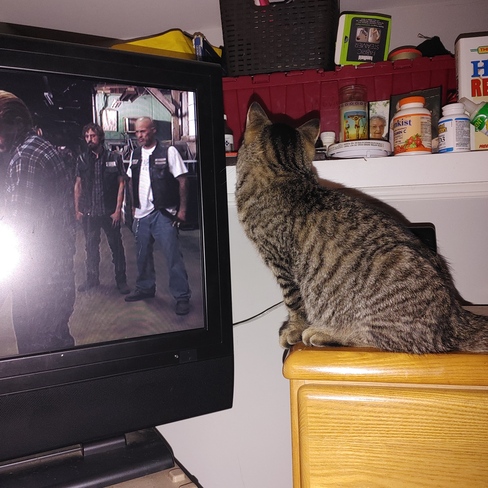 Bella watching t.v. she loves animal shows.cutie Oshawa, ON
