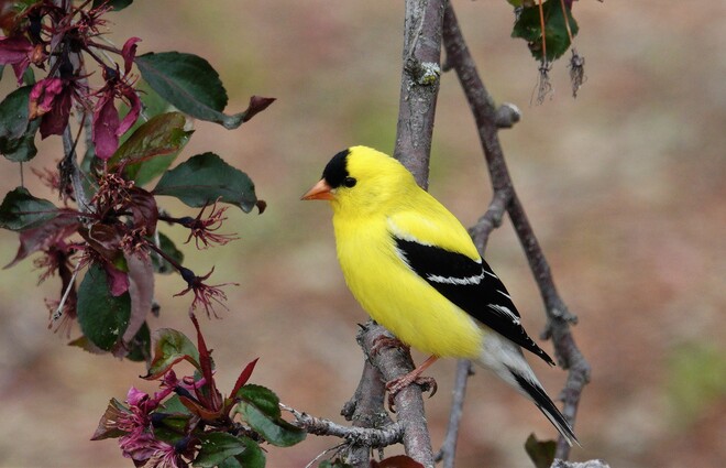 Am Goldfinch Red Deer County, AB