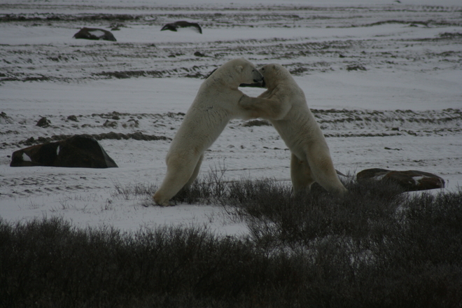 Polar Bears Playing Churchill, Manitoba, CA