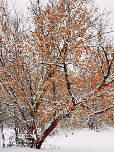 Nov 28 2021 -2C Late Autumn - First snowfall 14cm snow in Thornhill Thornhill, ON